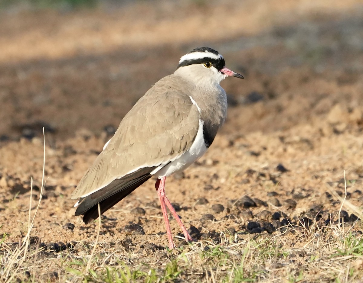 Crowned Lapwing - ML618312370