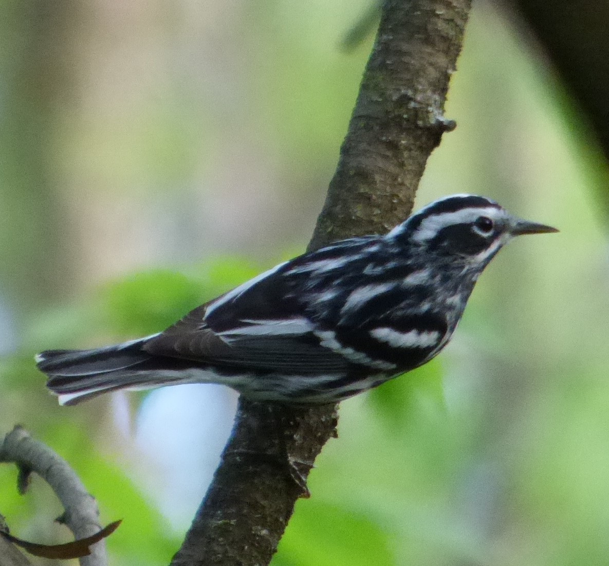 Black-and-white Warbler - ML618312371