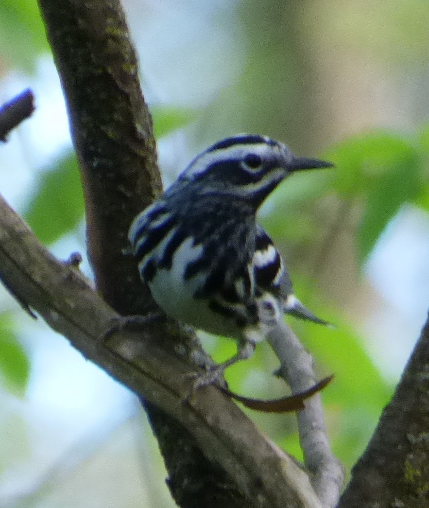 Black-and-white Warbler - ML618312372