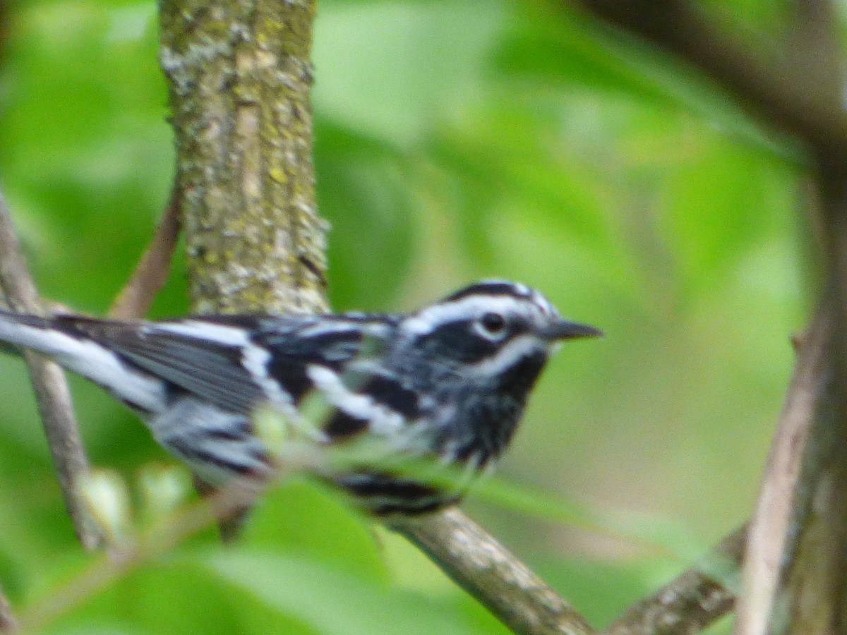 Black-and-white Warbler - ML618312373