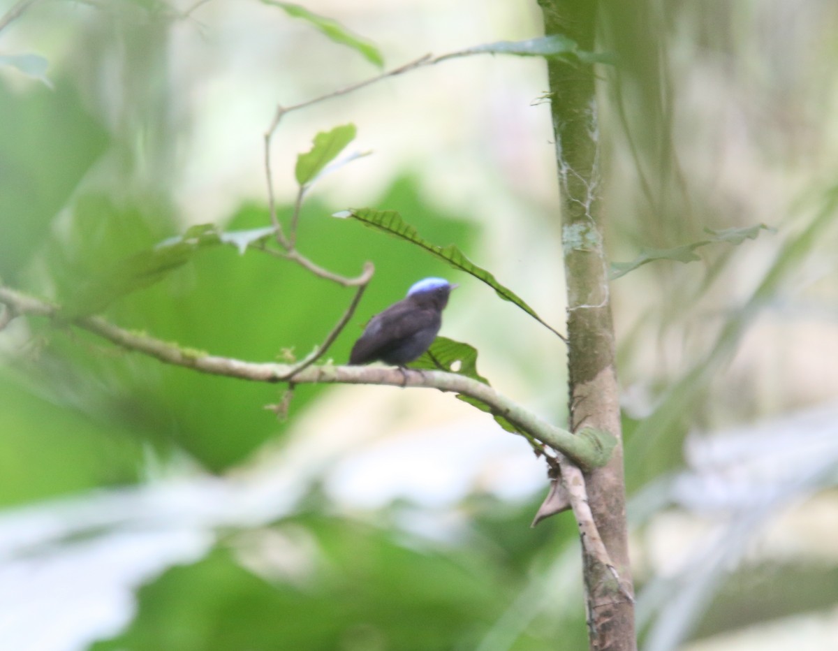 Blue-capped Manakin (Blue-capped) - ML618312404