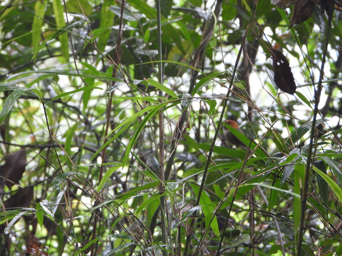 Short-tailed Parrotbill - ML618312430
