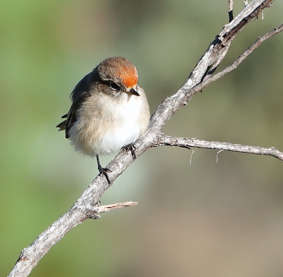 Red-capped Robin - ML618312438