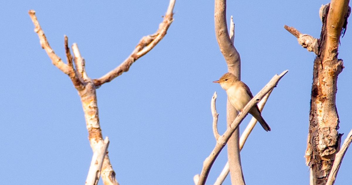 Eastern Olivaceous Warbler - ML618312453