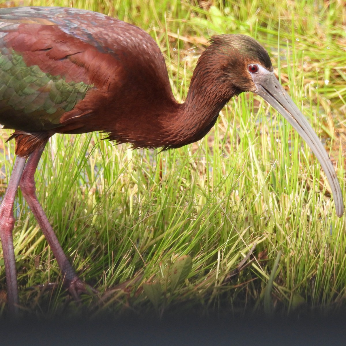 ibis hnědý x americký (hybrid) - ML618312470
