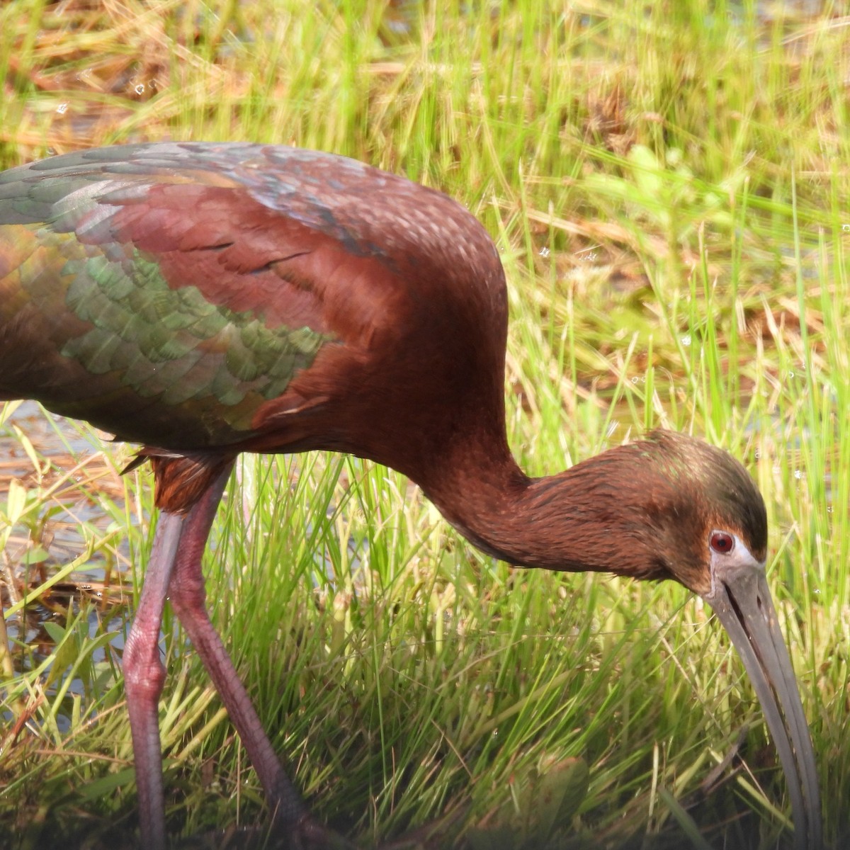 ibis hnědý x americký (hybrid) - ML618312499