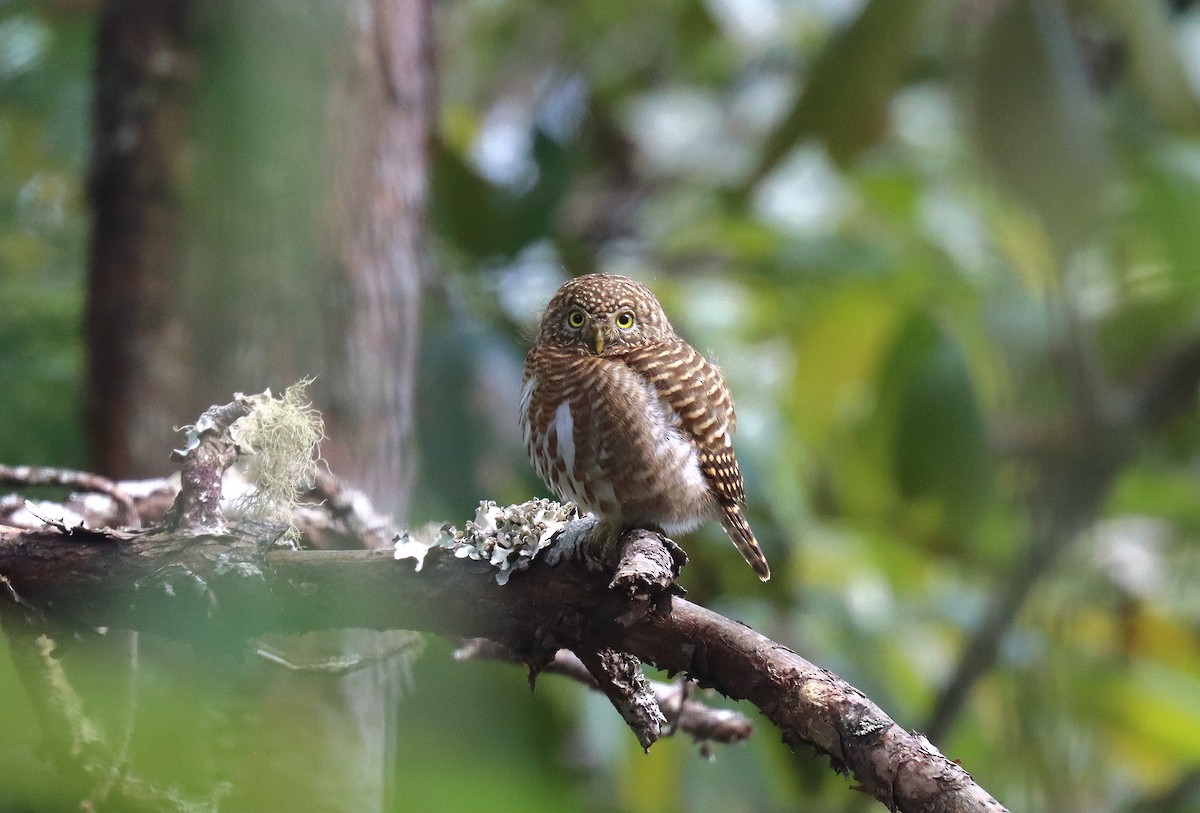 Collared Owlet - ML618312512