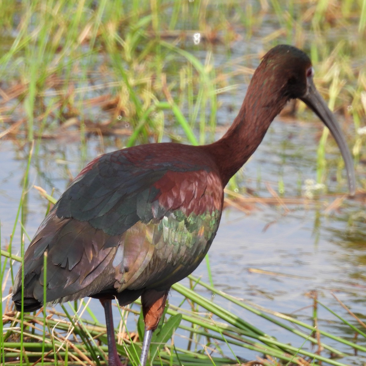 ibis hnědý x americký (hybrid) - ML618312525