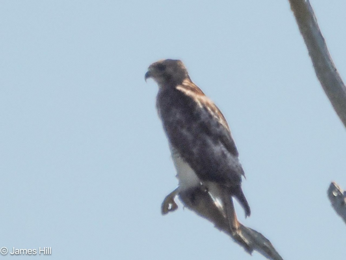 Red-tailed Hawk - ML618312539