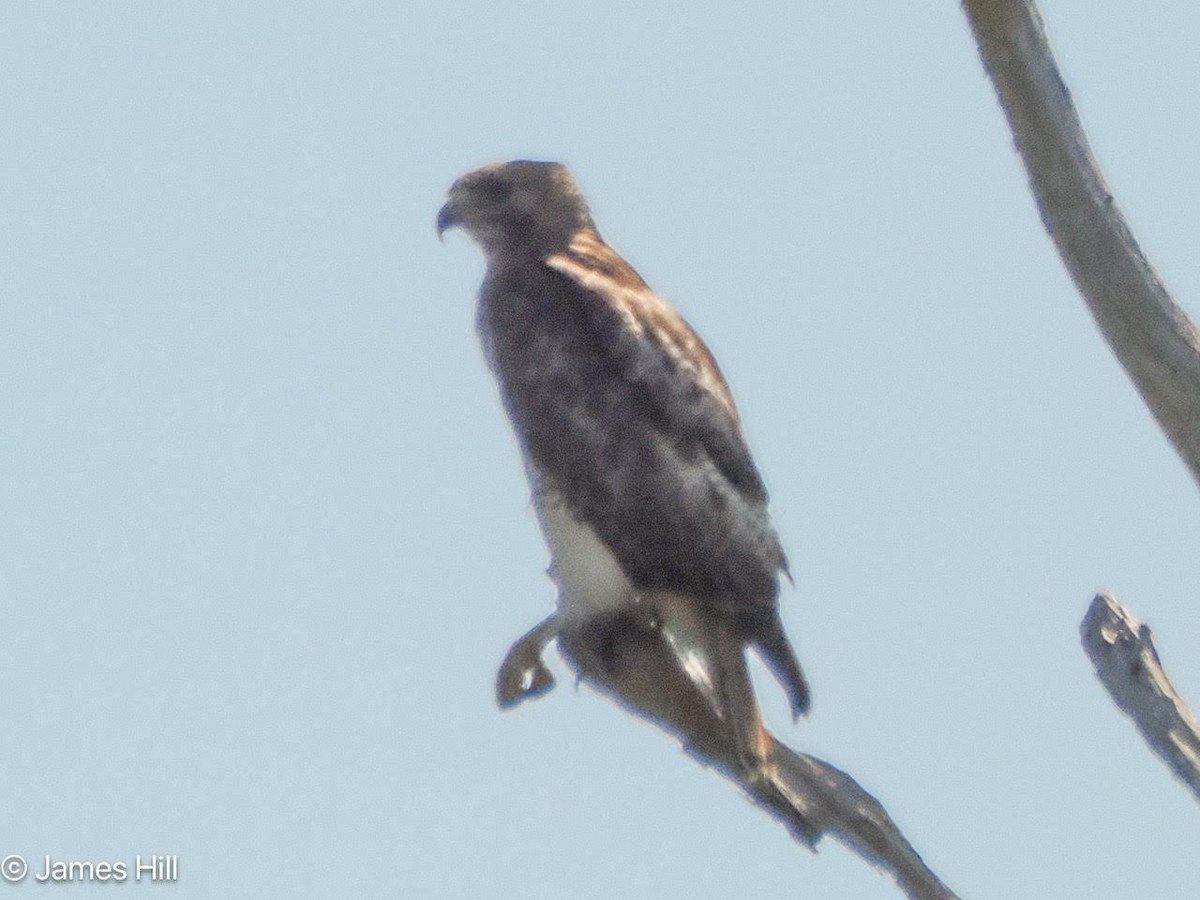 Red-tailed Hawk - ML618312540