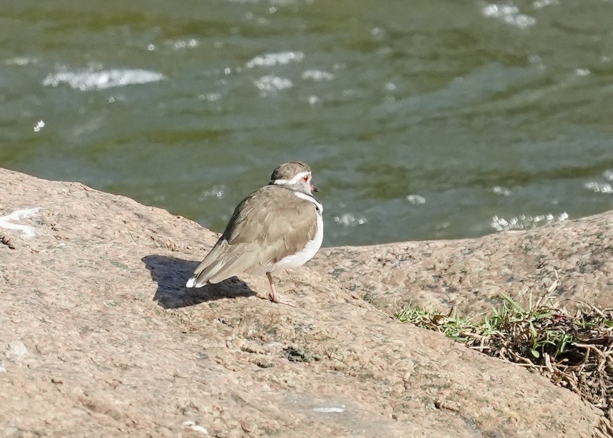 Three-banded Plover - ML618312544