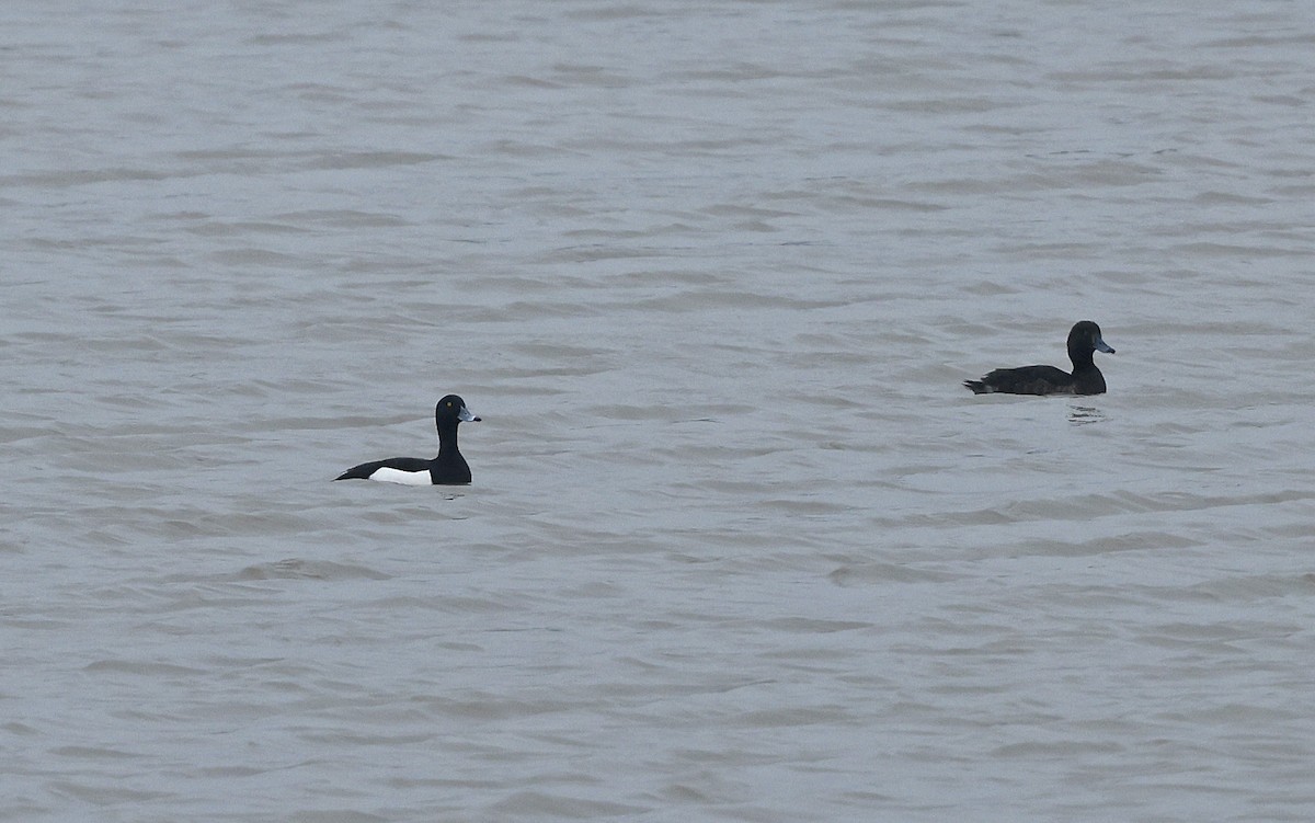 Tufted Duck - ML618312547