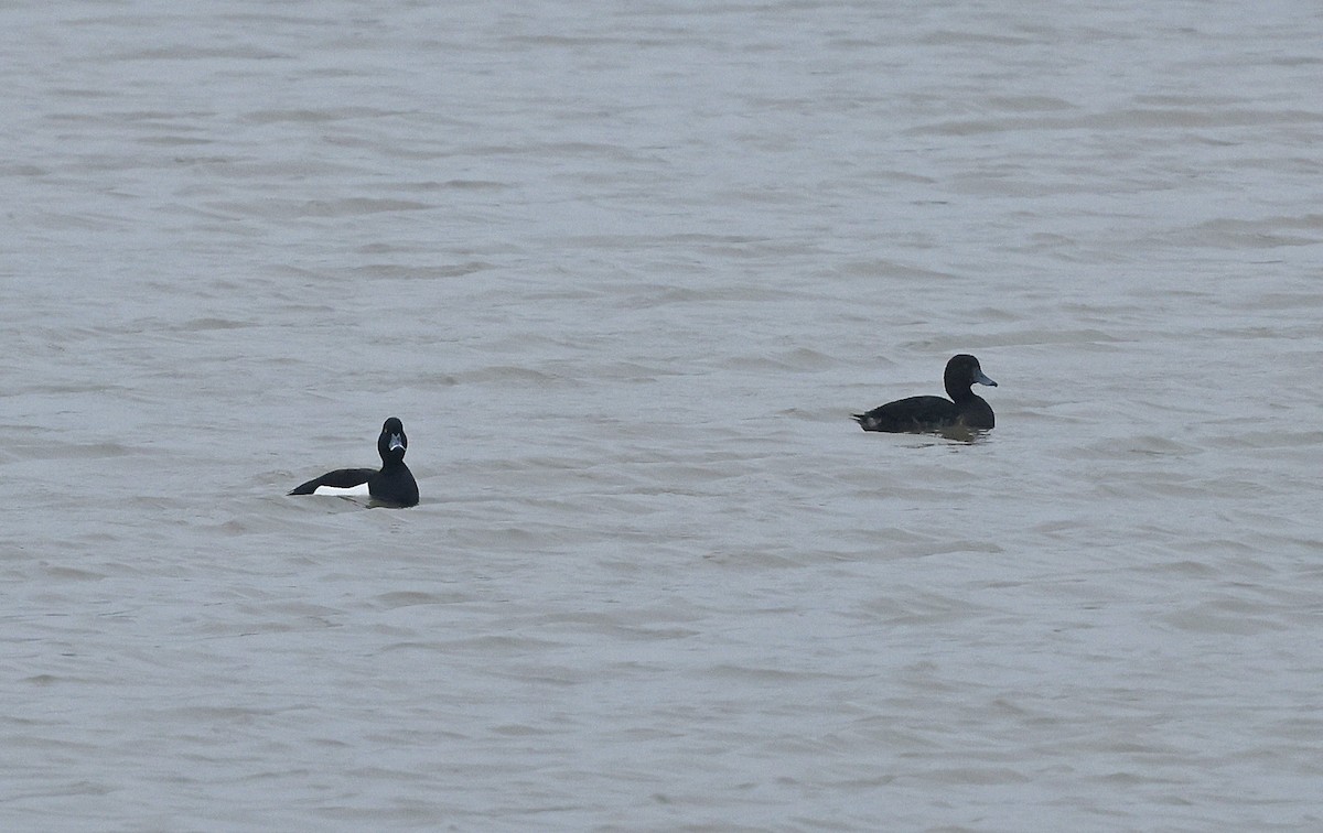 Tufted Duck - ML618312548