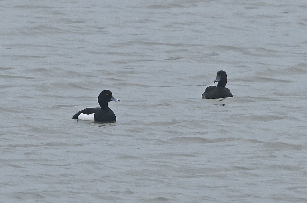 Tufted Duck - ML618312549