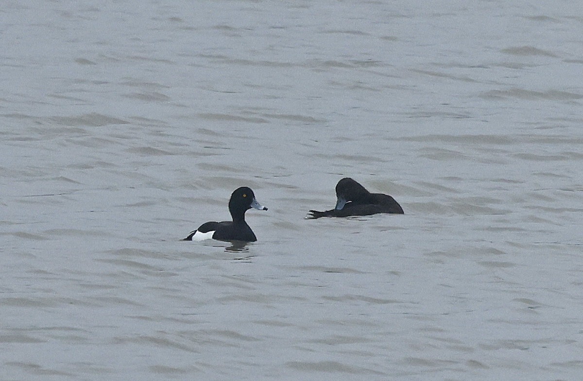Tufted Duck - ML618312554