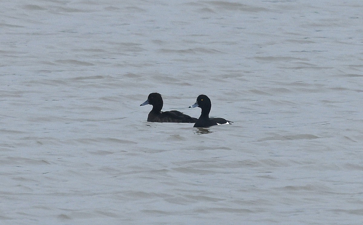 Tufted Duck - ML618312557
