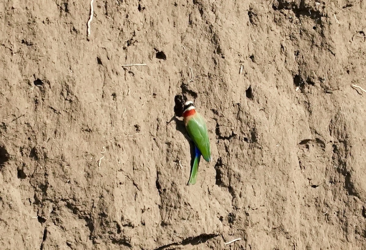 White-fronted Bee-eater - ML618312563