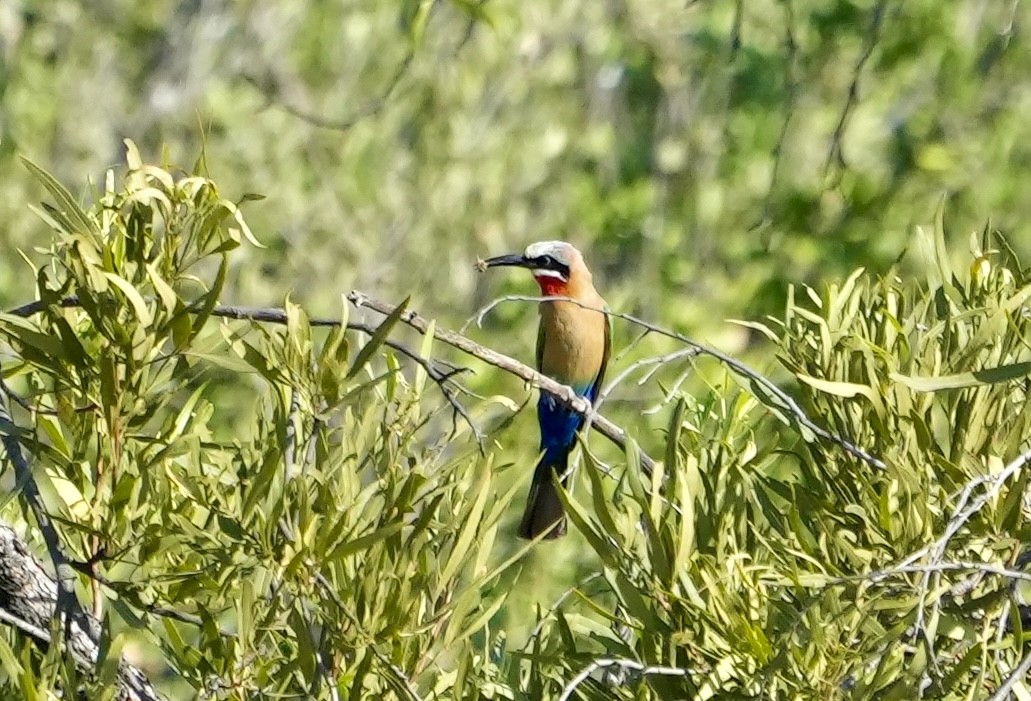 White-fronted Bee-eater - ML618312564