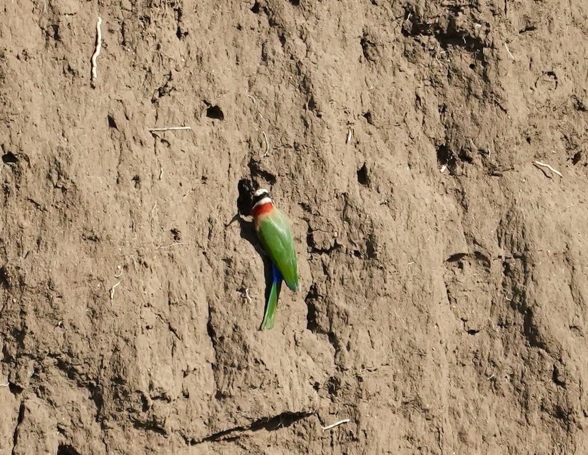 White-fronted Bee-eater - ML618312565