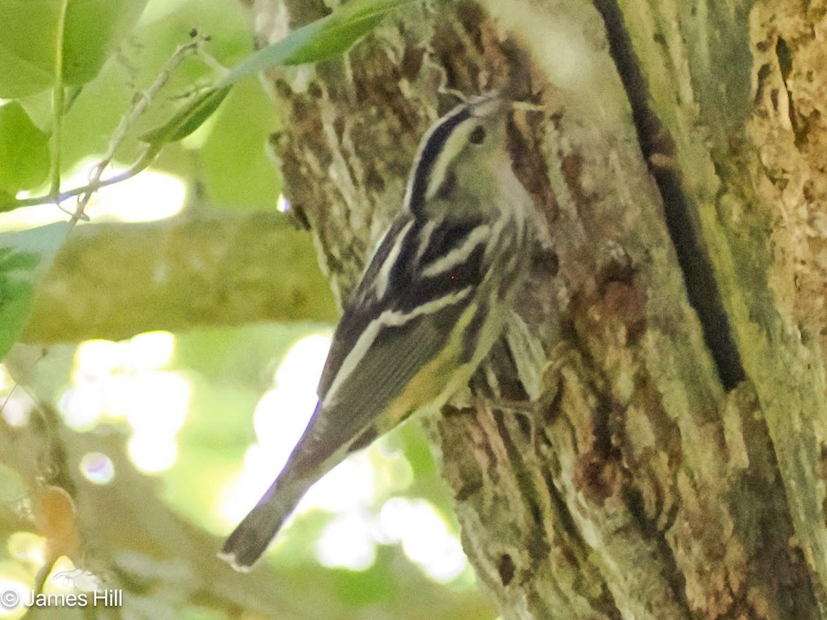 Black-and-white Warbler - ML618312566