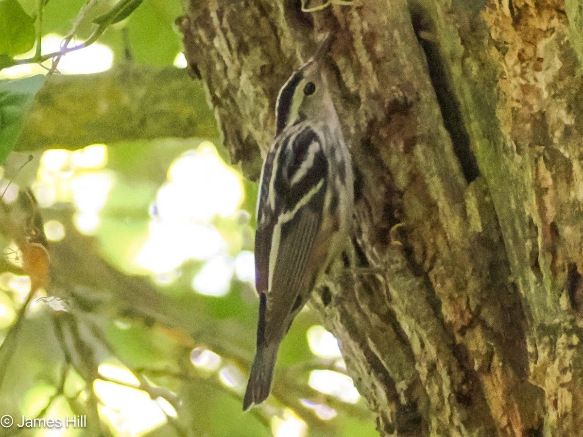 Black-and-white Warbler - ML618312567