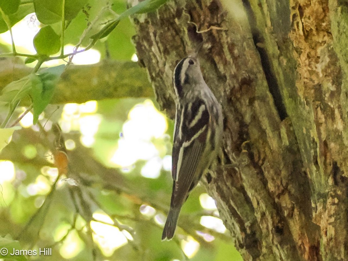 Black-and-white Warbler - ML618312568
