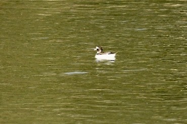 Long-tailed Duck - ML618312604