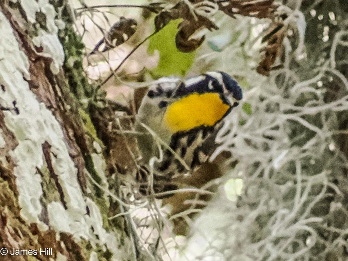 Yellow-throated Warbler - ML618312618