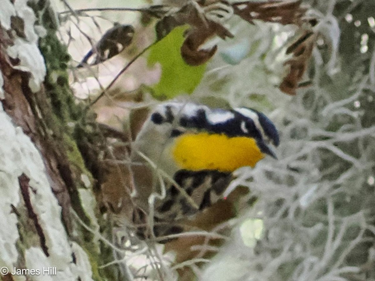 Yellow-throated Warbler - ML618312619