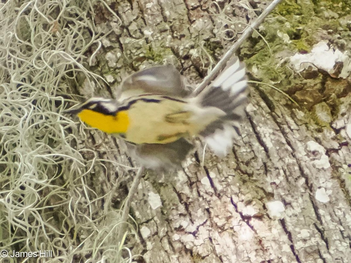 Yellow-throated Warbler - ML618312620