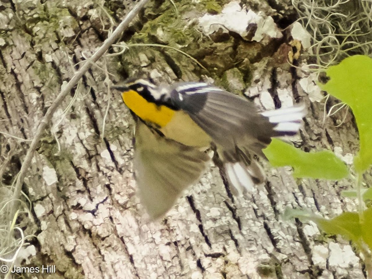 Yellow-throated Warbler - ML618312621