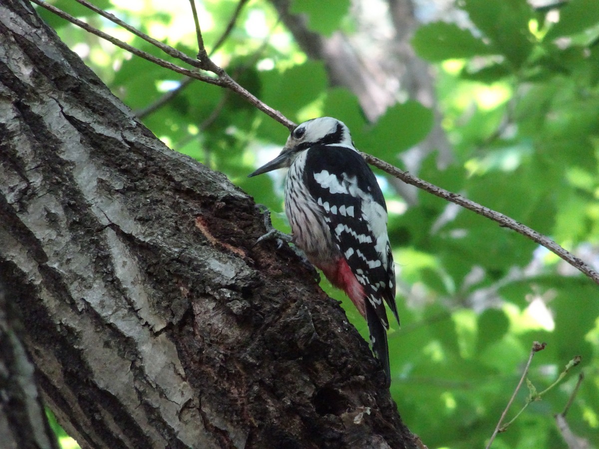White-backed Woodpecker - ML618312649