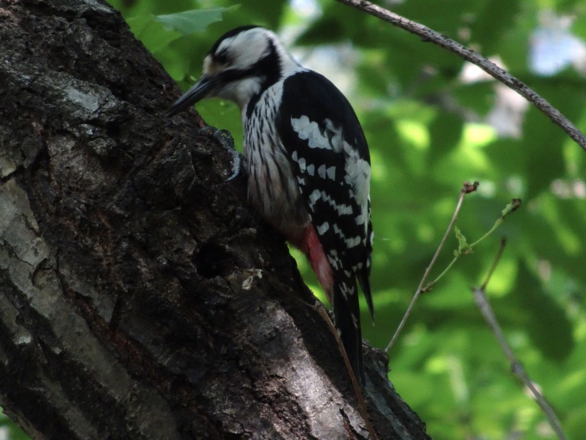 White-backed Woodpecker - ML618312652