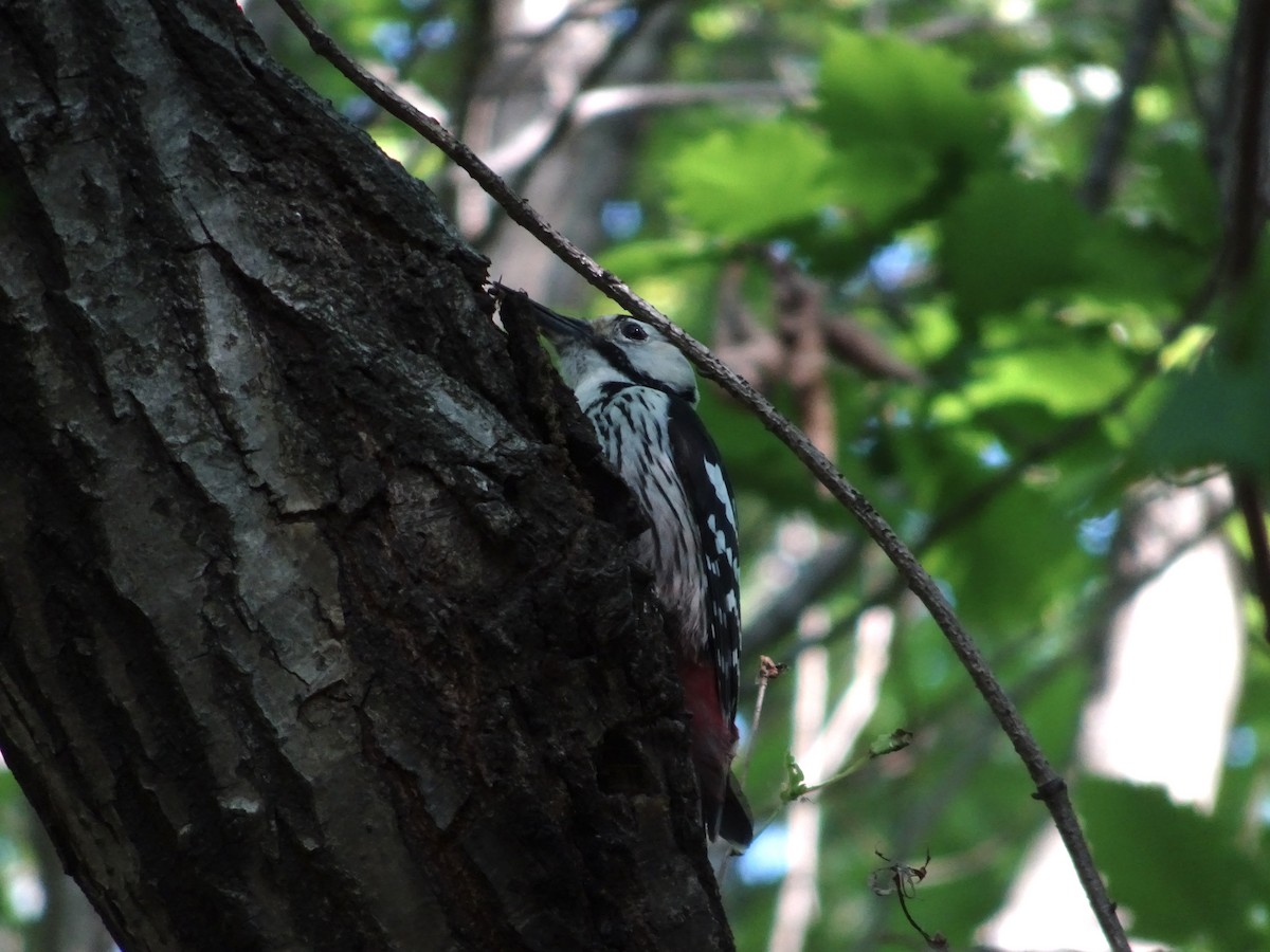White-backed Woodpecker - ML618312653