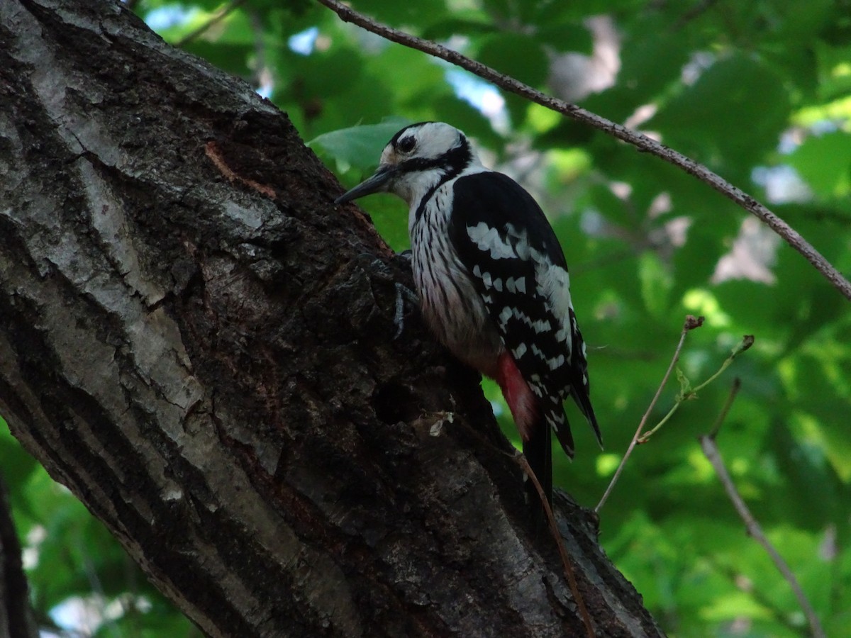 White-backed Woodpecker - ML618312654