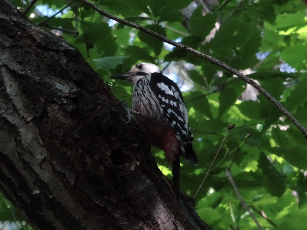 White-backed Woodpecker - ML618312655