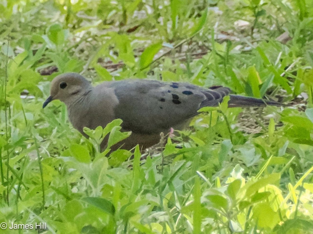 Mourning Dove - James Hill