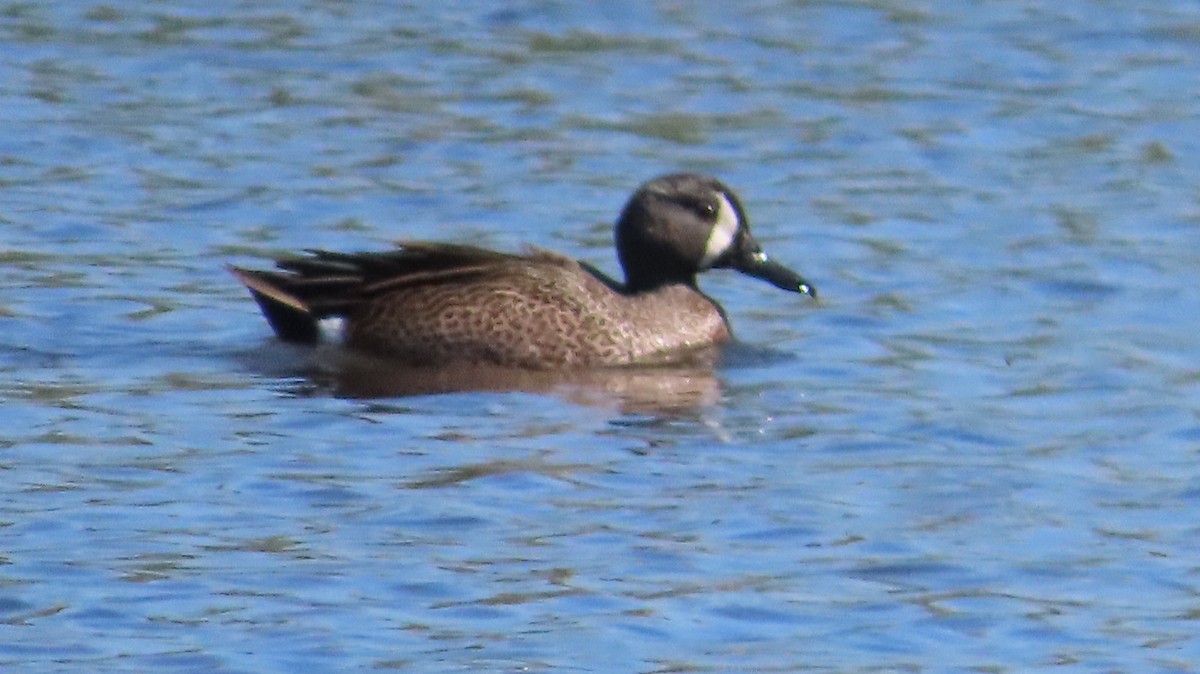 Blue-winged Teal - ML618312712