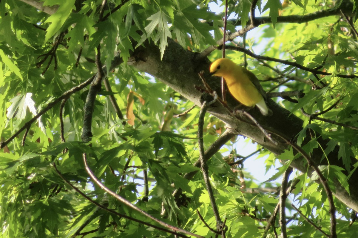Prothonotary Warbler - ML618312713