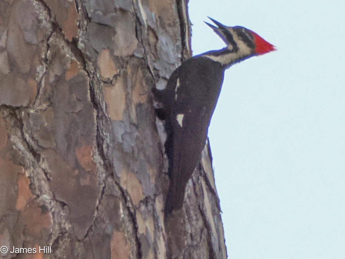 Pileated Woodpecker - ML618312727
