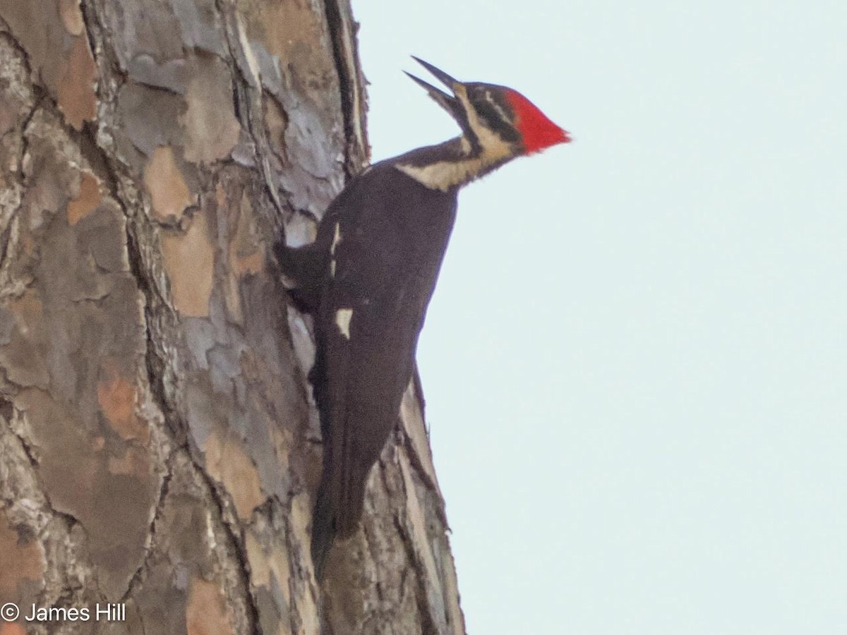 Pileated Woodpecker - ML618312728