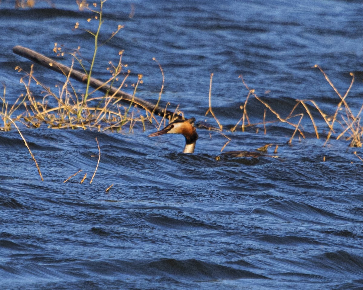 Great Crested Grebe - ML618312736