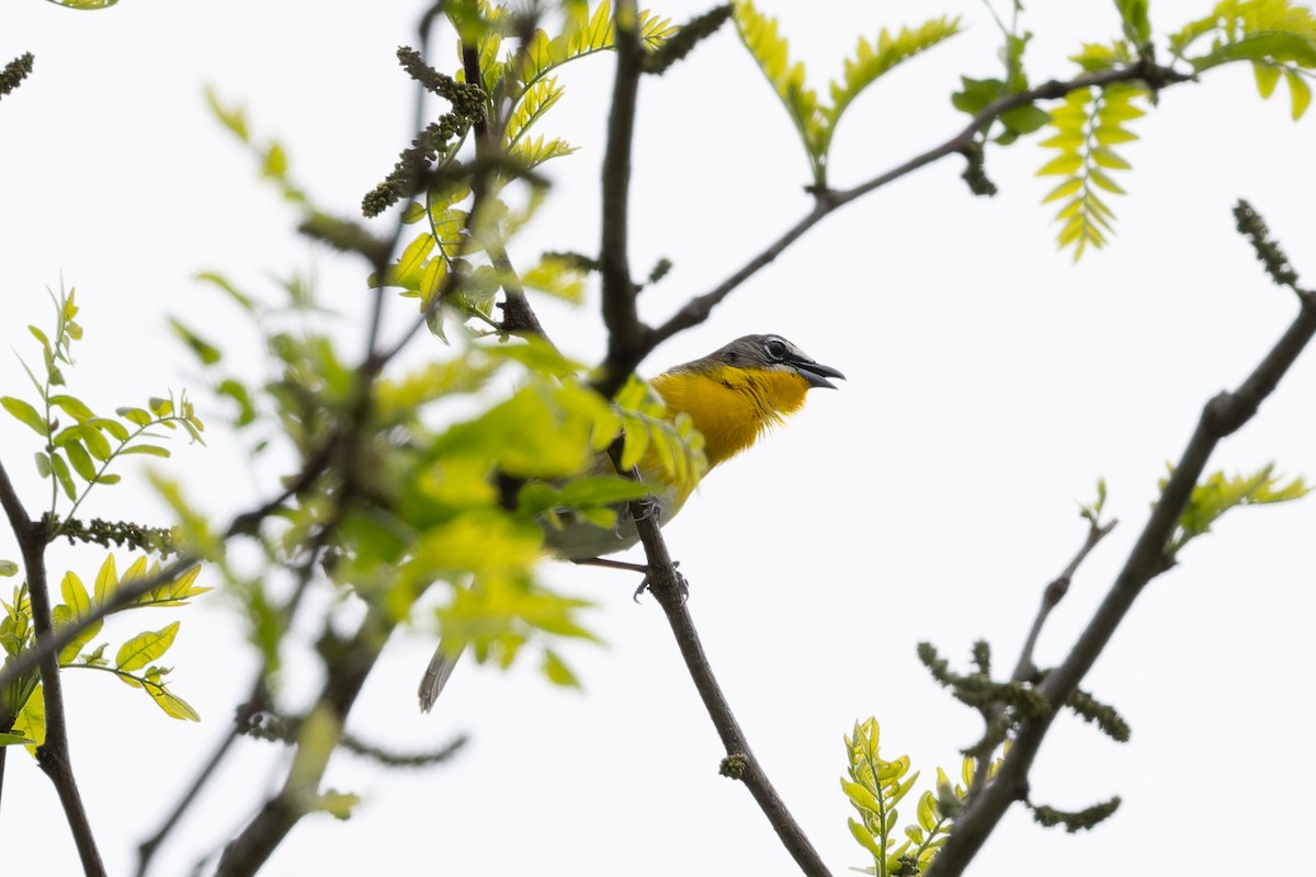 Yellow-breasted Chat - ML618312779