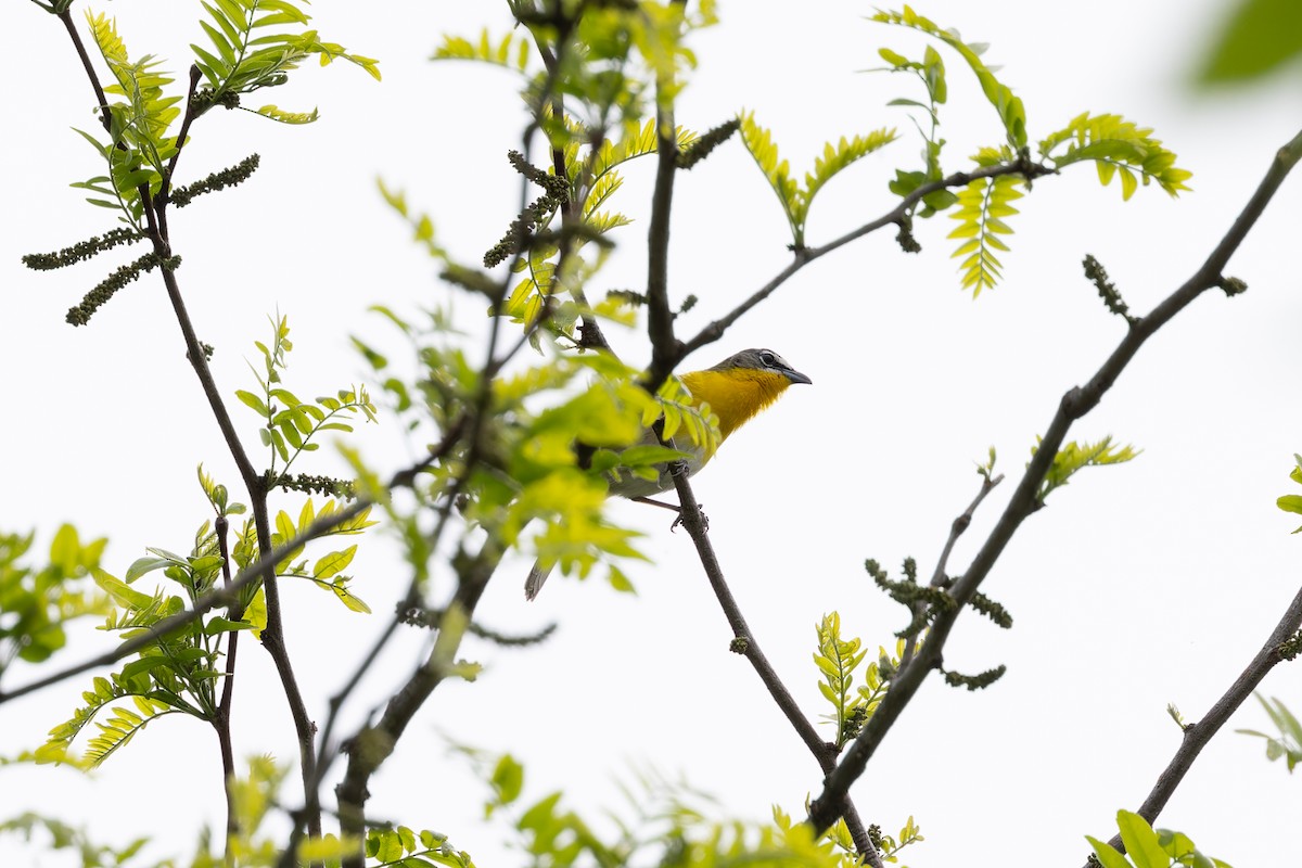 Yellow-breasted Chat - ML618312782