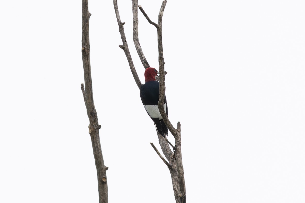 Red-headed Woodpecker - ML618312840