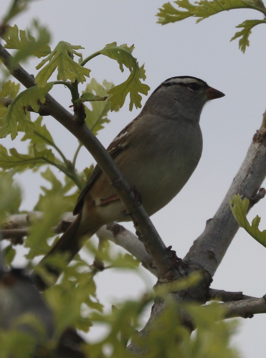 White-crowned Sparrow - ML618312867