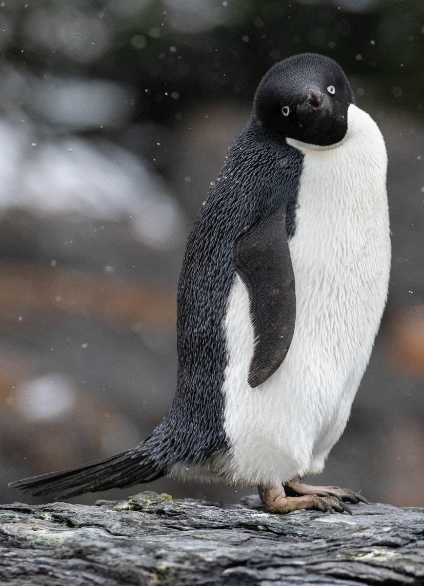 Pingüino de Adelia - ML618312871