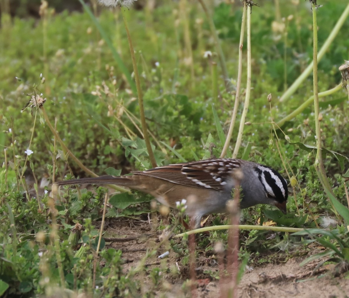 White-crowned Sparrow - ML618312872