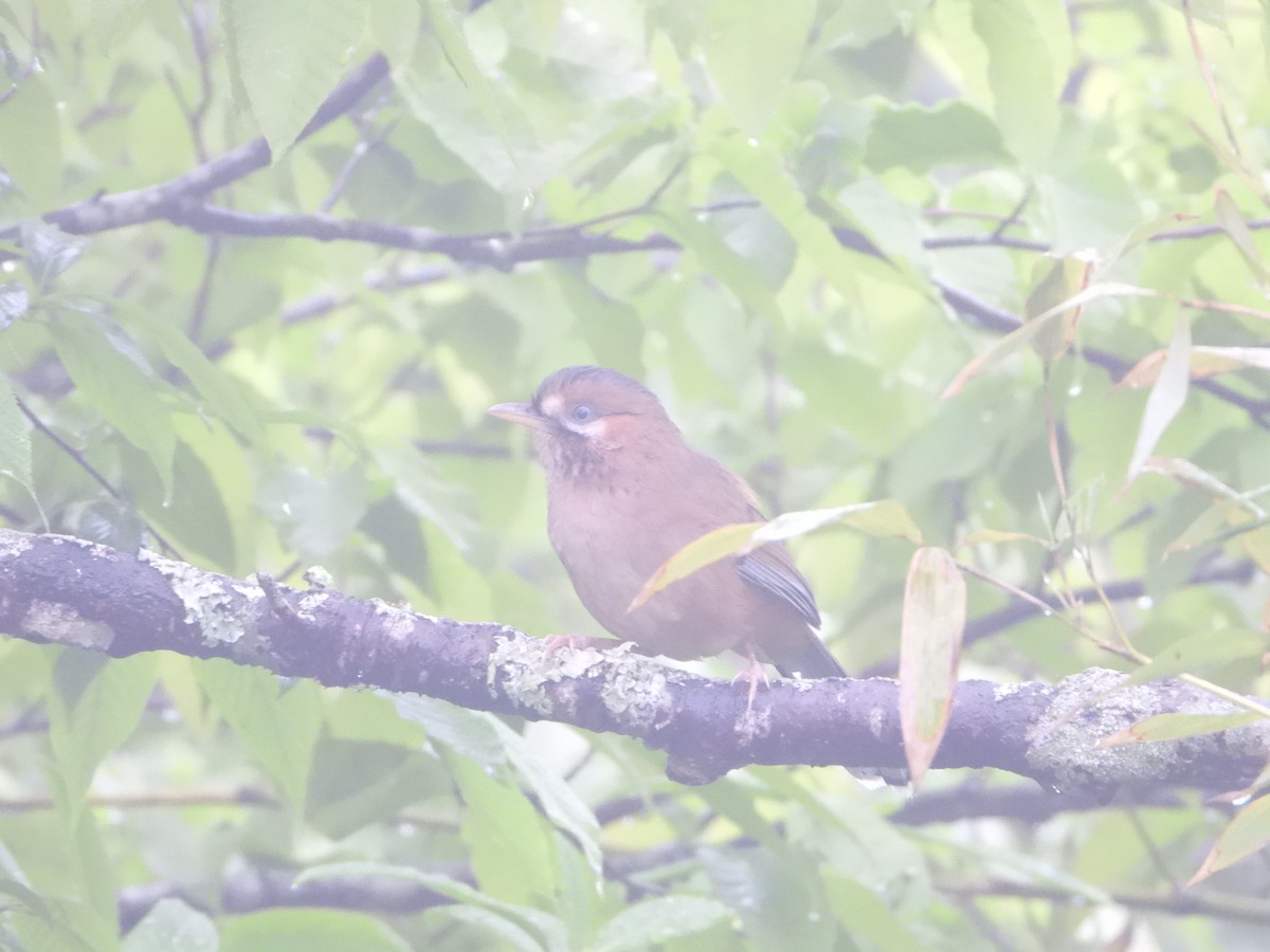 Moustached Laughingthrush (Eastern) - ML618312890