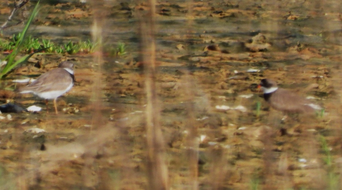 Semipalmated Plover - ML618312908